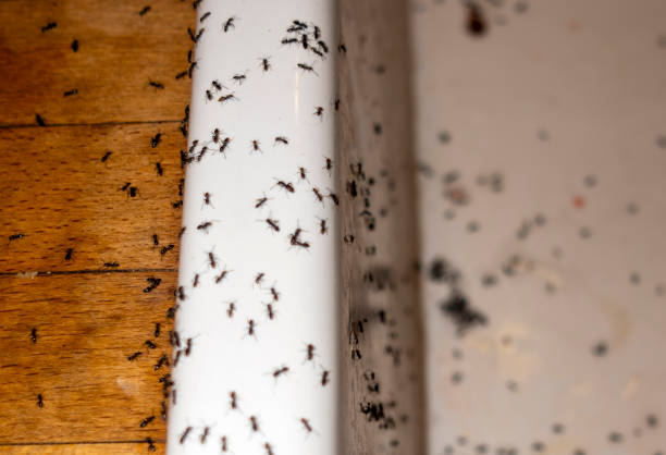 Best Pest Prevention Services  in Half Moon Bay, CA