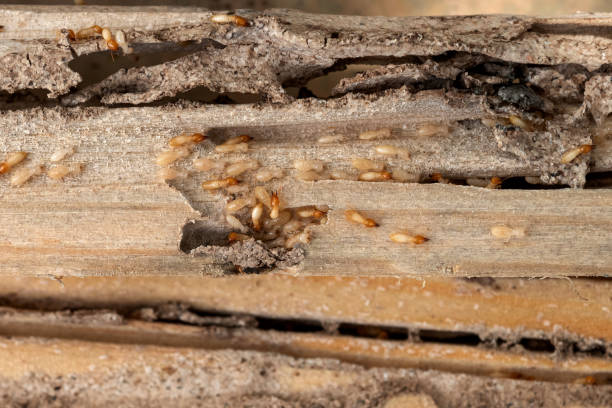 Best Bed Bug Extermination  in Half Moon Bay, CA